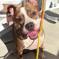 Thumbnail photo of Kato #1