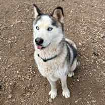 Thumbnail photo of Niko #3