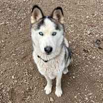 Thumbnail photo of Niko #4