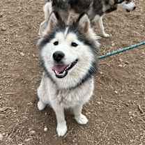 Thumbnail photo of Cyra #4