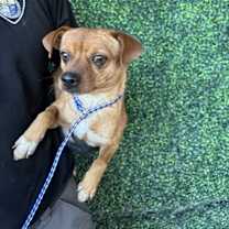 Thumbnail photo of Canelo #2