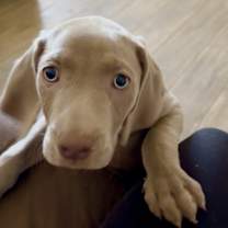 Thumbnail photo of Female Weimaraner Puppy#2 #1