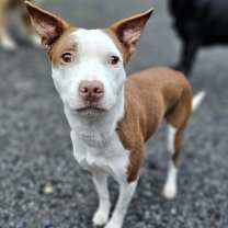 Thumbnail photo of Anginetti #1