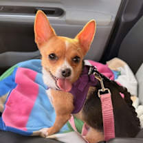 Thumbnail photo of Sienna #2