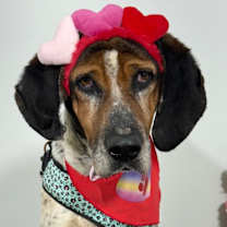 Thumbnail photo of Bandit #1