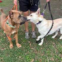 Thumbnail photo of Brandy belle #4