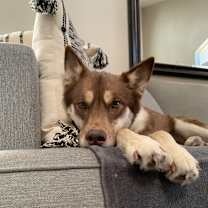 Thumbnail photo of Yote #2