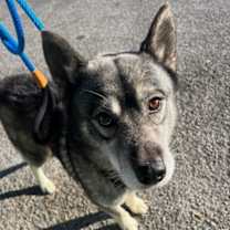 Thumbnail photo of Max Mayfield-Adoptable Awaiting S/N #1