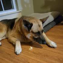 Thumbnail photo of Phoenix #3