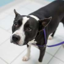 Thumbnail photo of Buzz #1