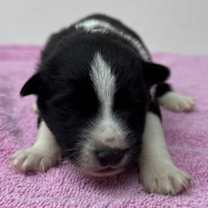 Thumbnail photo of Legend #2