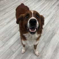 Thumbnail photo of Cujo #2