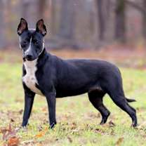 Thumbnail photo of Venus #2