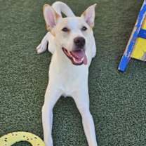 Thumbnail photo of Lucky - In Foster Home #3