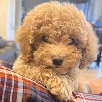 Thumbnail photo of Gia #1