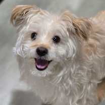 Thumbnail photo of Figaro #1