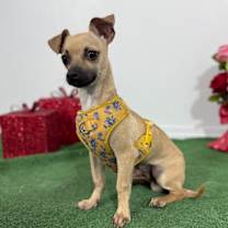 Thumbnail photo of Twinkie #2