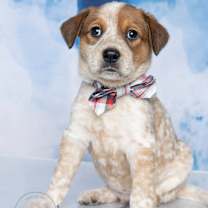 Thumbnail photo of Duke #1