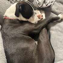 Thumbnail photo of Loblolly Pine #2