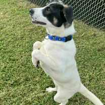 Thumbnail photo of DOG OF THE MONTH! #3