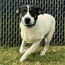 Thumbnail photo of DOG OF THE MONTH! #4