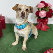 Thumbnail photo of Ruckus #3