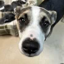 Thumbnail photo of Clove #1