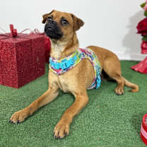 Thumbnail photo of Mario #2