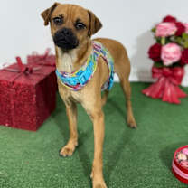 Thumbnail photo of Mario #4