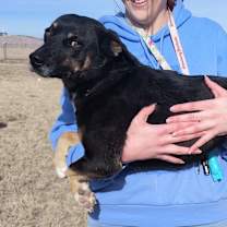 Thumbnail photo of Shadow (Courtesy Listing) #4