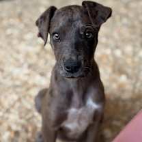 Thumbnail photo of Luna #1