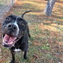 Thumbnail photo of ELM 11 (Jade)🐾 #1