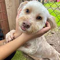 Thumbnail photo of Rozzy #1