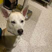 Thumbnail photo of Frosty #2