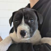 Thumbnail photo of Eve #1