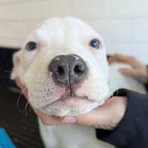 Thumbnail photo of Baby Jake #2