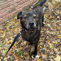 Thumbnail photo of Archie #1