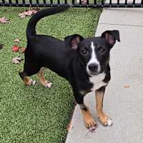 Thumbnail photo of Thumper #3