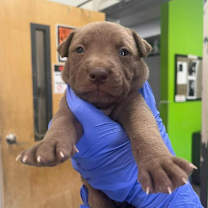 Thumbnail photo of Cullman M #2