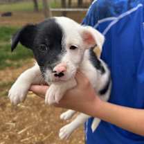 Thumbnail photo of Addison #3