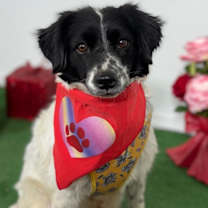 Thumbnail photo of Sunshine #1