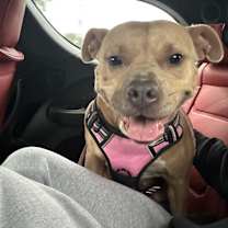 Thumbnail photo of Mocha #3