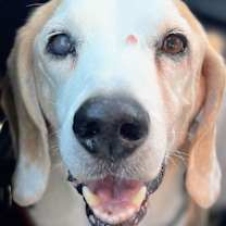 Thumbnail photo of Solo- A.K.A. Gunner #2