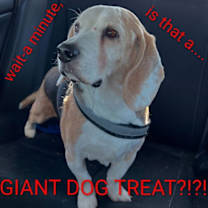 Thumbnail photo of Solo- A.K.A. Gunner #3