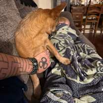 Thumbnail photo of Goldie girl #3