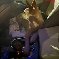 Thumbnail photo of Goldie girl #4