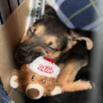 Thumbnail photo of Rudy #3