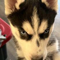 Thumbnail photo of Freyja #4