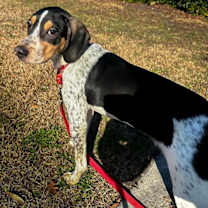 Thumbnail photo of Waylon #2