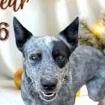 Thumbnail photo of Bandit 2 #2